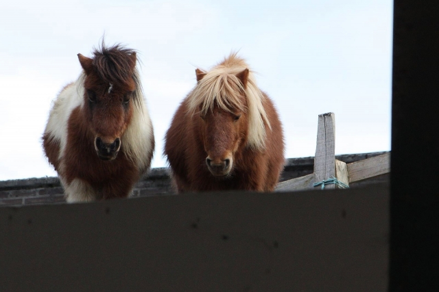 Ponis comiendo